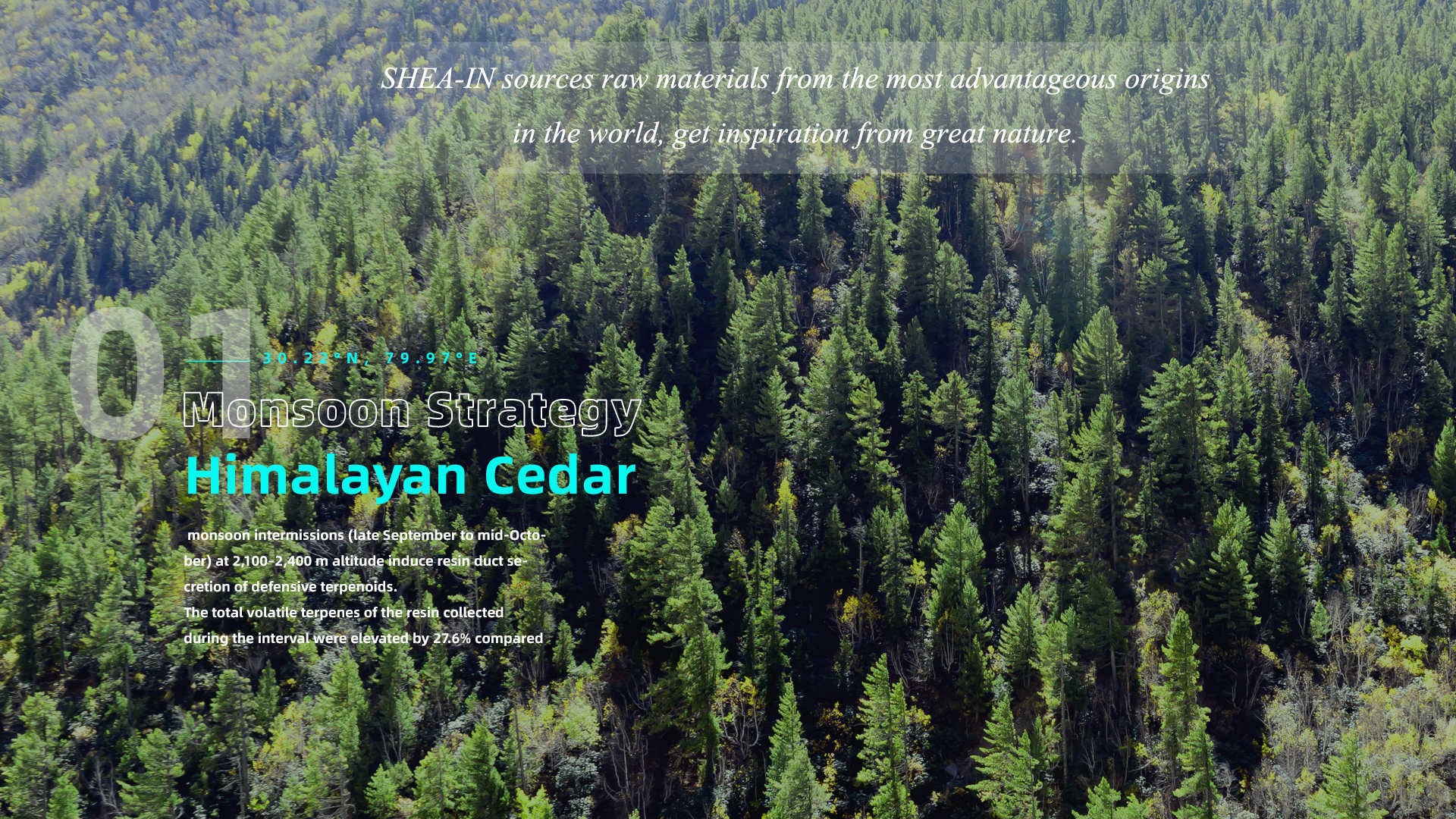 01 Himalayan Cedar