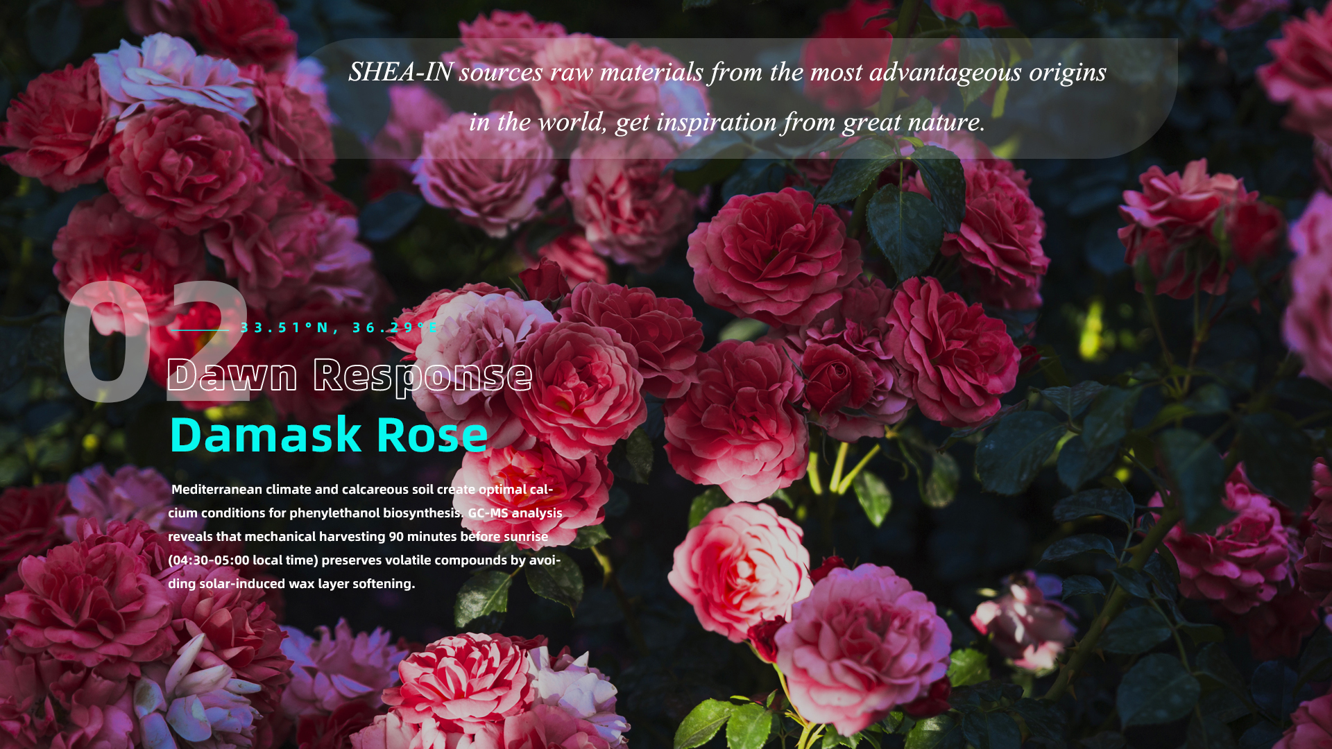 02 Damask Rose