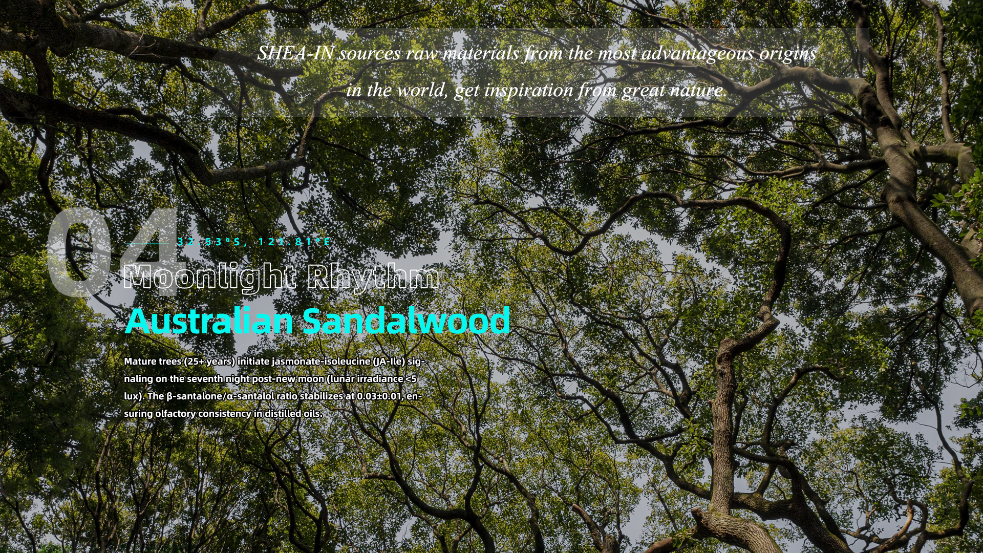 04 Australian Sandalwood