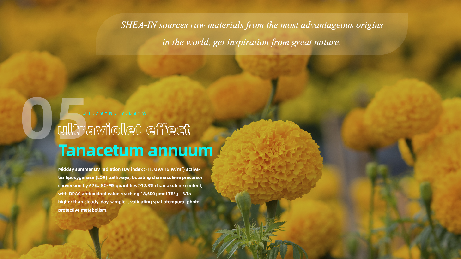 05 Tanacetum annuum